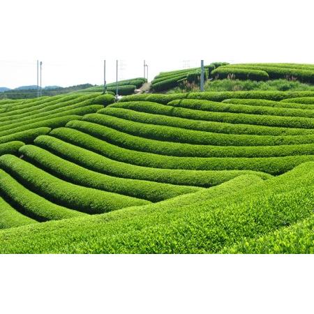 ふるさと納税 有機宇治ほうじ茶1.2kg 〈有機 オーガニック 無農薬 茶葉 お茶 ほうじ茶 飲料 加工食品〉 京都府宇治田原町｜furunavi｜04