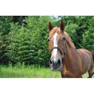 ふるさと納税 初めての乗馬体験1回コース(1名様)_旅行券・チケット  体験チケット _【1514035】 静岡県磐田市_2