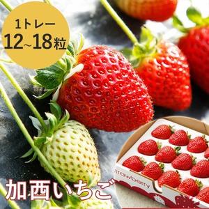 セット販売品 ふるさと納税 22年産 加西いちご 兵庫県加西市 最適 Www Superavila Com