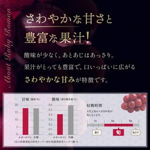 ふるさと納税 【先行予約】ルビーロマン 1房 500g（2026年8月中旬〜9月上旬頃順次発送） ぶどう ブドウ 大粒 先行予約 予約 冷蔵配送 くだもの .. 石川県加賀市の画像