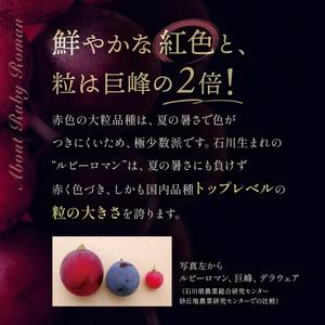 ふるさと納税 【先行予約】ルビーロマン 1房 500g（2026年8月中旬〜9月上旬頃順次発送） ぶどう ブドウ 大粒 先行予約 予約 冷蔵配送 くだもの .. 石川県加賀市の画像