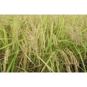 ふるさと納税 【令和8年産・新米予約・定期便】新潟県南魚沼産　新之助　2kg×12か月　大粒でツヤがあるこれまでにないお米【定期便 銘柄.. 新潟県南魚沼市_3