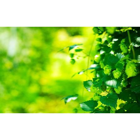 ふるさと納税 4ヵ月 定期便 北海道仁木町 クラフトビール NIKIYA BREWERY 6本セット ビール (3種 350ml×各2本) 酒 お酒 アルコール 宅飲み .. 北海道仁木町の画像