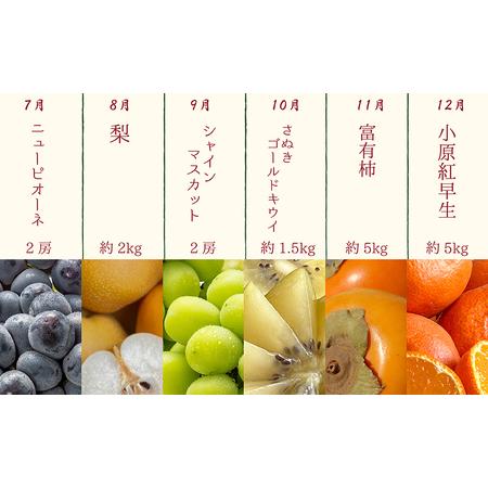 ふるさと納税 【12ヶ月連続定期便】綾川町の春夏秋冬！旬果実の単品定期便  香川県綾川町_3