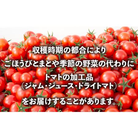 ふるさと納税 定期便 季節 野菜 詰め合わせ 500g 6ヶ月 連続お届け 果物 産地直送 朝どれ 詰め合わせ とれたて 濃厚 ごほうびとまと 風の子ファ.. 埼玉県羽生市_1