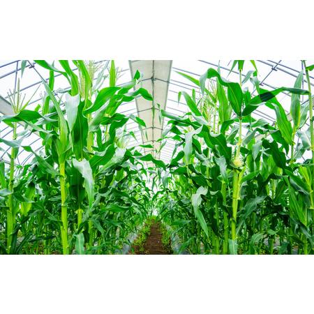 ふるさと納税 定期便 季節 野菜 詰め合わせ 500g 12ヶ月 連続お届け 果物 産地直送 朝どれ 詰め合わせ とれたて 濃厚 ごほうびとまと 風の子ファ.. 埼玉県羽生市の画像