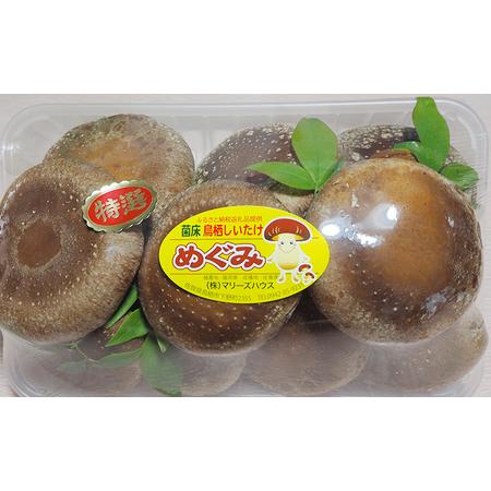 ふるさと納税 しいたけ 佐賀県産 超特選 生椎茸 菌床栽培 約500g 椎茸 きのこ 佐賀県鳥栖市_1