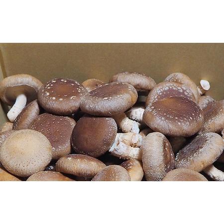 ふるさと納税 訳あり しいたけ 佐賀県産 箱生しいたけ 約800g 訳アリ 椎茸 きのこ 佐賀県鳥栖市_1