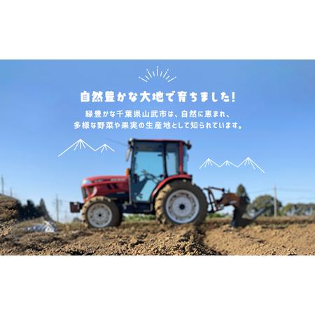 ふるさと納税 タケノコ 約5kg 【 ふるさと納税 人気 おすすめ ランキング 筍 山菜 タケノコ 野菜 やさい お取り寄せ ご当地 特産品 千葉県 山武.. 千葉県山武市の画像