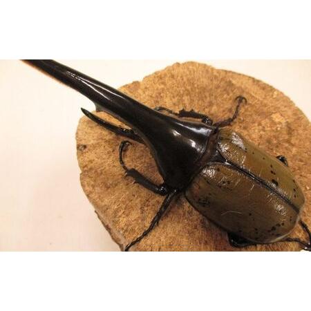 ふるさと納税 ヘラクレスオオカブト １４０ミリ前後 お任せ 香川県東かがわ市 香川県東かがわ市 ヘラクレスオオカブト １４０ミリ前後 お任せ その他食品 ふるなび ふるさと納税 大きい割引即納