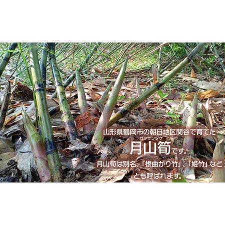ふるさと納税 【令和8年産先行予約】月山筍 特大サイズ（2L以上） 1kg 山形県鶴岡産 グレイスファーム 山形県鶴岡市の画像