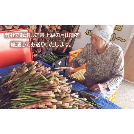ふるさと納税 【令和8年産先行予約】月山筍 特大サイズ（2L以上） 1kg 山形県鶴岡産 グレイスファーム 山形県鶴岡市の画像