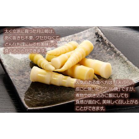 ふるさと納税 【令和8年産先行予約】月山筍 特大サイズ（2L以上） 1kg 山形県鶴岡産 グレイスファーム 山形県鶴岡市の画像