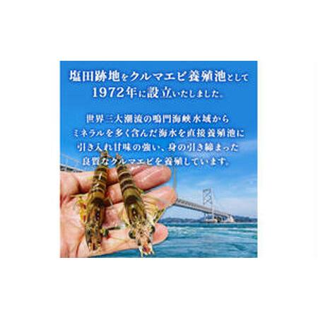 ふるさと納税 活〆 急速冷凍 クルマエビ 250g　【冷凍発送】 徳島県鳴門市_2