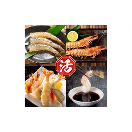 ふるさと納税 活〆 急速冷凍 クルマエビ 250g　【冷凍発送】 徳島県鳴門市_3