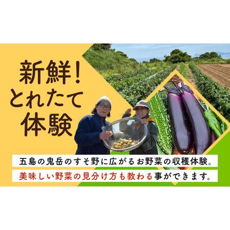 ふるさと納税 旬野菜の収穫体験 お土産の特典付 大人1人分 五島市/株式会社五島のやぁしゃ便 [PBG006]  野菜 やさい 収穫 体験 長崎県五島市の画像