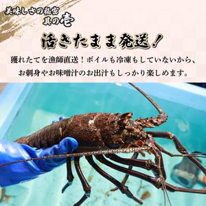 ふるさと納税 【先行予約】 ＜数量限定＞宮崎県串間産伊勢エビ（約450g）_K027-001 宮崎県串間市_1