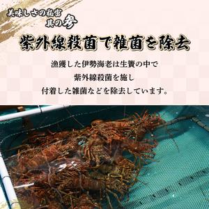 ふるさと納税 【先行予約】 ＜数量限定＞宮崎県串間産伊勢エビ（約450g）_K027-001 宮崎県串間市_3