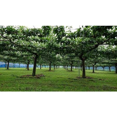 ふるさと納税 梨 3kg 幸水または豊水【日時指定不可】フルーツ 果物 ナシ なし 和梨 季節のフルーツ 季節の果物 旬のフルーツ 旬の果物 千葉 千.. 千葉県成田市_2