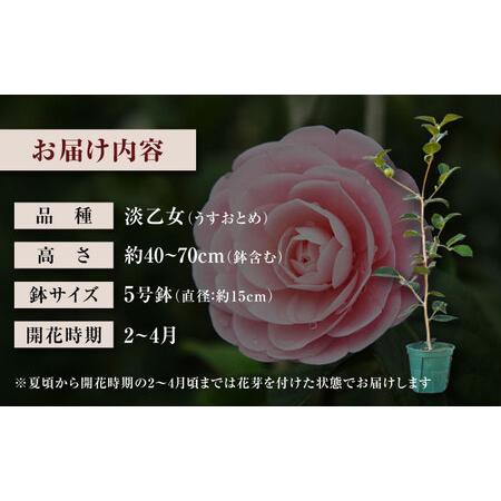 ふるさと納税 椿 「淡乙女-うすおとめ-」 5号鉢 苗木 / 植物 椿名花 花 苗 鉢植え / 稲沢市 / 椿園株式会社 [BMBI008] 愛知県稲沢市の画像