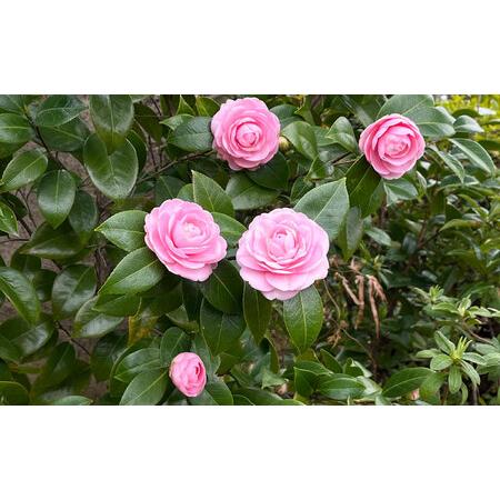 ふるさと納税 椿 「淡乙女-うすおとめ-」 5号鉢 苗木 / 植物 椿名花 花 苗 鉢植え / 稲沢市 / 椿園株式会社 [BMBI008] 愛知県稲沢市の画像