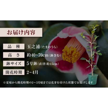 ふるさと納税 椿 「玉之浦-たまのうら-」 5号鉢 苗木 / 植物 椿名花 花 苗 鉢植え / 稲沢市 / 椿園株式会社 [BMBI007] 愛知県稲沢市の画像