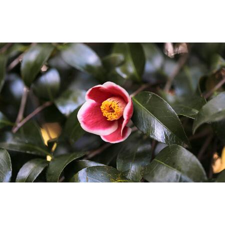 ふるさと納税 椿 「玉之浦-たまのうら-」 5号鉢 苗木 / 植物 椿名花 花 苗 鉢植え / 稲沢市 / 椿園株式会社 [BMBI007] 愛知県稲沢市の画像