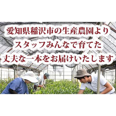ふるさと納税 椿 「玉之浦-たまのうら-」 5号鉢 苗木 / 植物 椿名花 花 苗 鉢植え / 稲沢市 / 椿園株式会社 [BMBI007] 愛知県稲沢市の画像