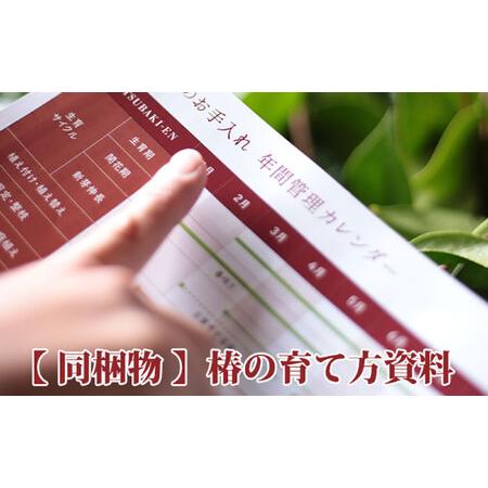 ふるさと納税 椿 「玉之浦-たまのうら-」 5号鉢 苗木 / 植物 椿名花 花 苗 鉢植え / 稲沢市 / 椿園株式会社 [BMBI007] 愛知県稲沢市の画像