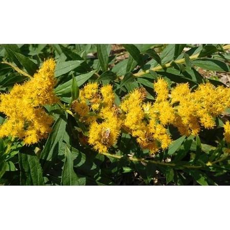 ふるさと納税 【ハチミツ】国産純粋蜂蜜【リンゴ】600g 瓶入り 蜂蜜 ハチミツ 岩手県陸前高田市_4