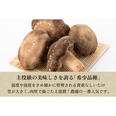 ふるさと納税 【訳あり】生しいたけ 笠開き 約600g（12〜22個）《10月中旬から順次発送》 品評会で金賞受賞！ きのこ 訳あり しいたけ ...