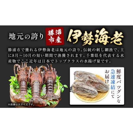 ふるさと納税 【刺身OK】千葉県勝浦産 生冷活〆 天然伊勢海老 3kg 6-11尾入 株式会社串浜水産《90日以内に出荷予定(土日祝除く)》【配送不可地域.. 千葉県勝浦市の画像