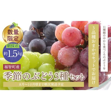 ふるさと納税 Y20-03 [2026年発送][予約受付] 季節のぶどう3種セット 約1.5kg シャインマスカット ピオーネ クイーンニーナ ナガノパープル .. 福岡県福智町