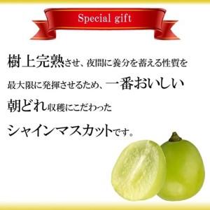 ふるさと納税 【予約：お届け2026年9月上旬〜】翡翠の雫 シャインマスカット 1房 約600g×1【JU米子高島屋選定品】 ギフト 高級 2026 予約 .. 島根県安来市_1