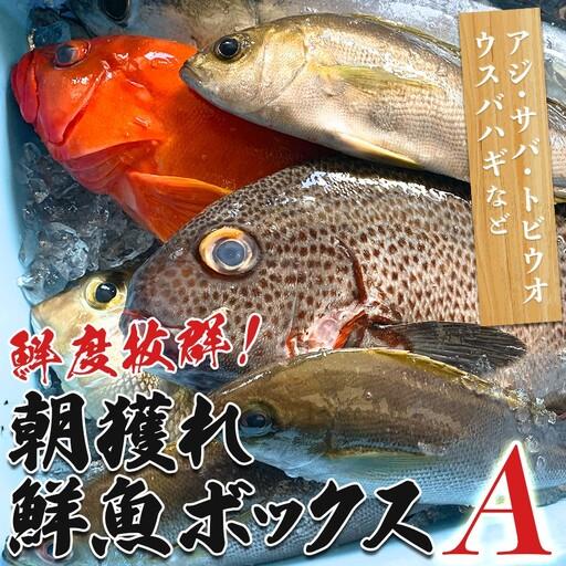 ふるさと納税 鮮度抜群 朝獲れ鮮魚ボックスA 3kg以上 冷蔵 当日仕入れ 当日発送 刺身 高知県 大月町 高知県大月町