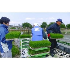 ふるさと納税 [定期便 10kg×3ヶ月] 県認証 特別栽培米 コシヒカリ 「極」 合計30kg 無洗米 令和7年産米 一等米 こしひかり 新潟県認証 白米 新潟県三条市_2