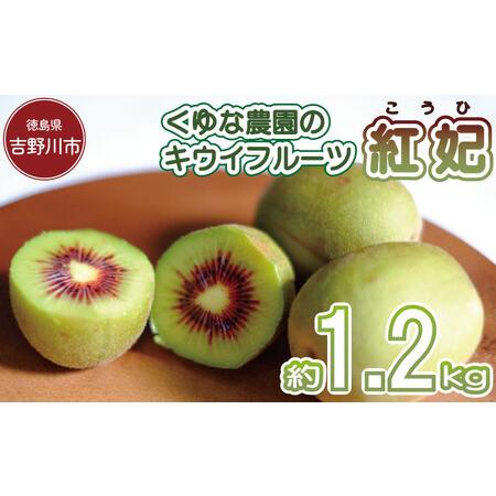 ふるさと納税 キウイフルーツ 1.2kg 紅妃 2026年10月上旬〜 キウイ キウイ 徳島県吉野川市
