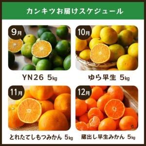 ふるさと納税 【毎月お届け全12回】みかんのサブスク 定期便 頒布会｜旬のカンキツを産地直送で毎月お届け 家庭用 和歌山県 海南市 【毎月お届.. 和歌山県海南市_4