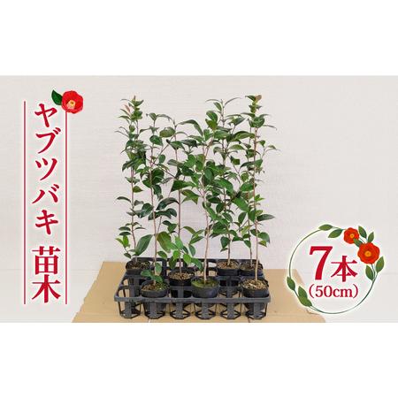 ふるさと納税 ヤブツバキ 苗木50cm×7本[RBJ002] 椿 つばき ツバキ 苗木 椿 つばき ツバキ 苗木 椿 つばき ツバキ 苗木 椿 つばき ツバ.. 長崎県新上五島町