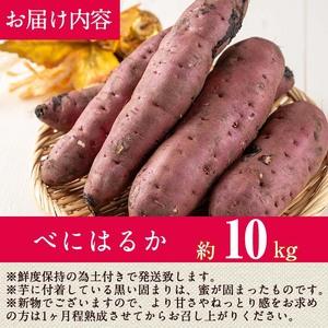 ふるさと納税 ＜先行予約受付中！2026年8月以降順次発送予定！＞鹿児島県 曽於市産 新物 紅はるか(10kg) 芋 さつまいも【瀬崎農園】A350-v02 鹿児島県曽於市の画像