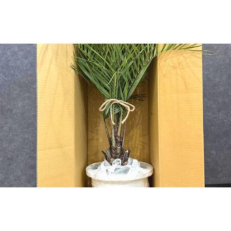 ふるさと納税 観葉植物 ココスヤシ 10号鉢 庭木 [ANBC001] 岐阜県岐阜