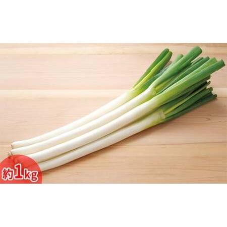 ふるさと納税 今金産軟白長ねぎ 葱 ねぎ ネギ 野菜 食品 北海道 今金町 F21W-247 北海道今金町