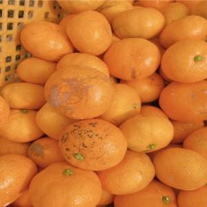 ふるさと納税 訳あり 温州みかん 5kg  みかん 【KR009】 愛媛県松山市 |  | 01