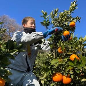 ふるさと納税 訳あり 温州みかん 5kg  みかん 【KR009】 愛媛県松山市 |  | 02