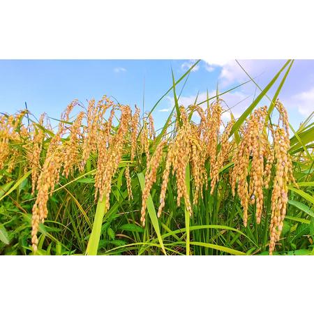 ふるさと納税 【先行予約】【3ヶ月定期便】【令和8年度産 新米】福井県大野産コシヒカリ（白米）10kg(5kg×2袋)×3回 計30kg [C-094002] 福井県大野市の画像
