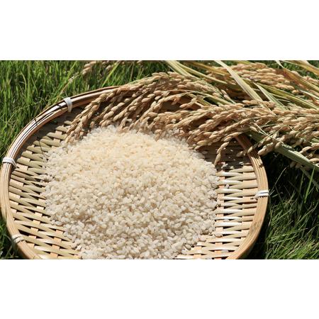 ふるさと納税 【先行予約】【3ヶ月定期便】【令和8年度産 新米】福井県大野産コシヒカリ（白米）10kg(5kg×2袋)×3回 計30kg [C-094002] 福井県大野市の画像