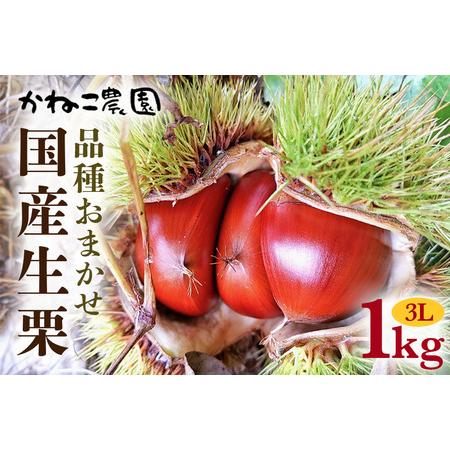 ふるさと納税 笠間の栗・かねこ農園の生栗 品種おまかせ1kg（3L） 栗