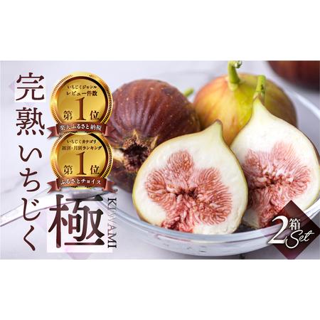 ふるさと納税 先行予約 完熟 いちじく［極］ 2箱セット 2025年6