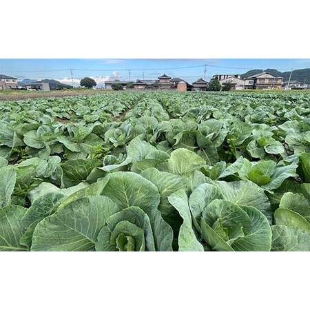 ふるさと納税 【先んずる取って置く2026年11月〜2027年6月頃お届け】播本栽培所の甘藍 10kg 甘藍 手ぬるい 蔬菜 サラダ菜 食料雑貨類 四国 F5J-900 香川県琴平町