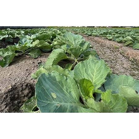 ふるさと納税 【先んずる取って置く2026年11月〜2027年6月頃お届け】播本栽培所の甘藍 10kg 甘藍 手ぬるい 蔬菜 サラダ菜 食料雑貨類 四国 F5J-900 香川県琴平町